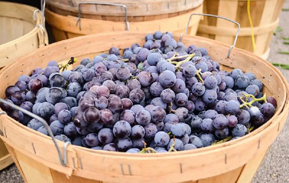 Concord Grape for Sale Buying & Growing Guide