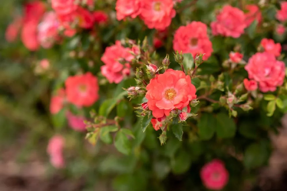 Coral Drift Roses for Sale Buying & Growing Guide