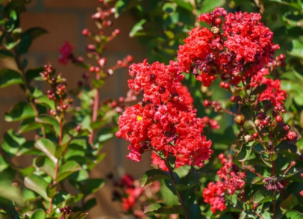 Petite Red Imp™ Crape Myrtle Tree for Sale Buying & Growing Guide