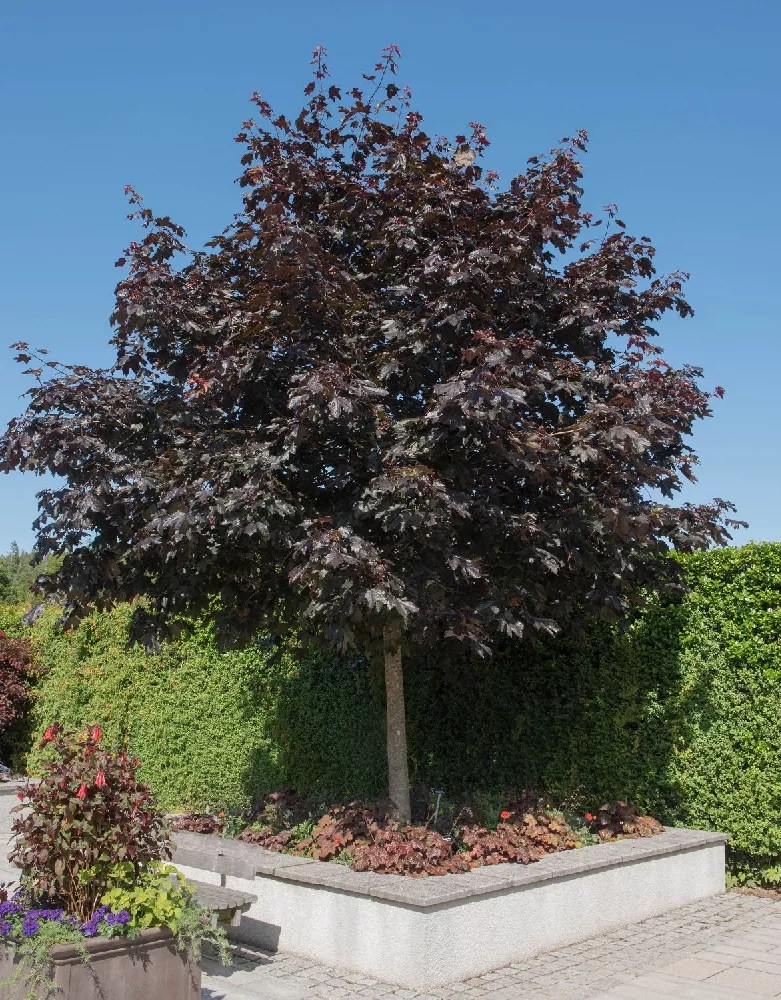 Crimson King Maple Tree for Sale Buying & Growing Guide