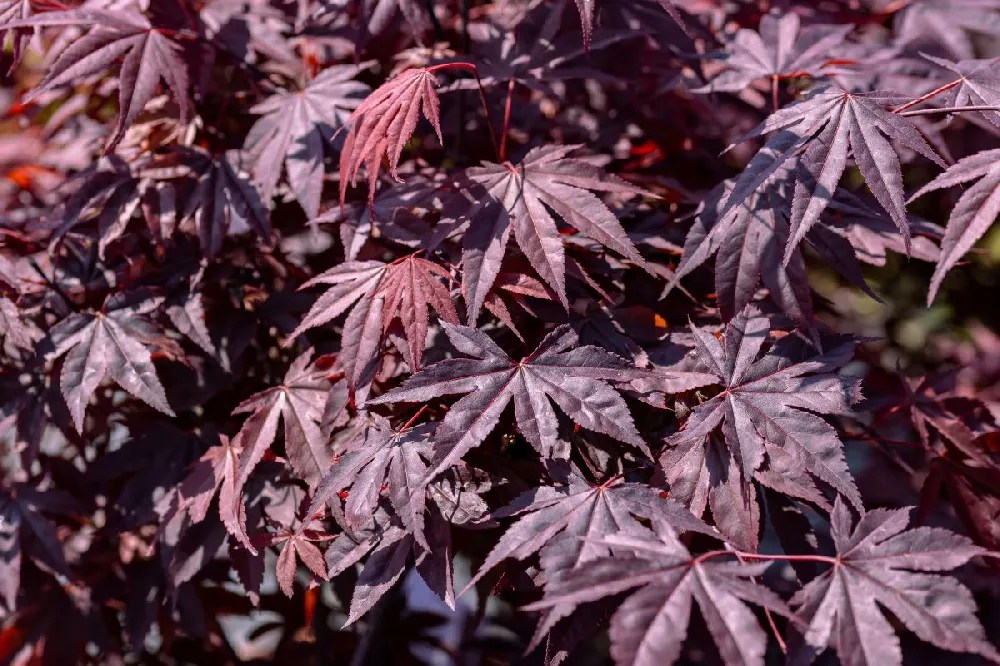 Crimson King Maple Tree for Sale Buying & Growing Guide