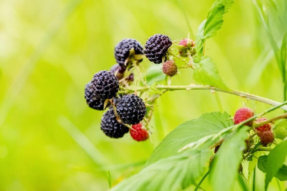 Heritage Raspberry for Sale Buying & Growing Guide