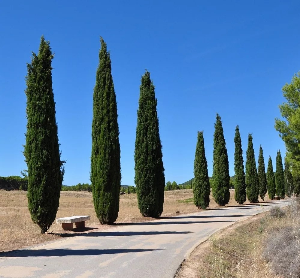20 ft italian cypress trees for sale