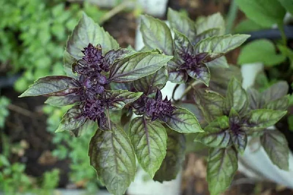 Basil Plants for Sale Buying & Growing Guide
