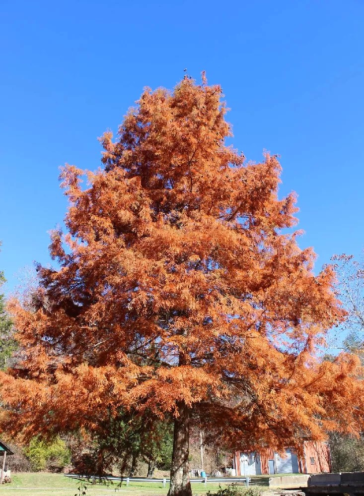 Dawn Redwood Tree for Sale Buying & Growing Guide