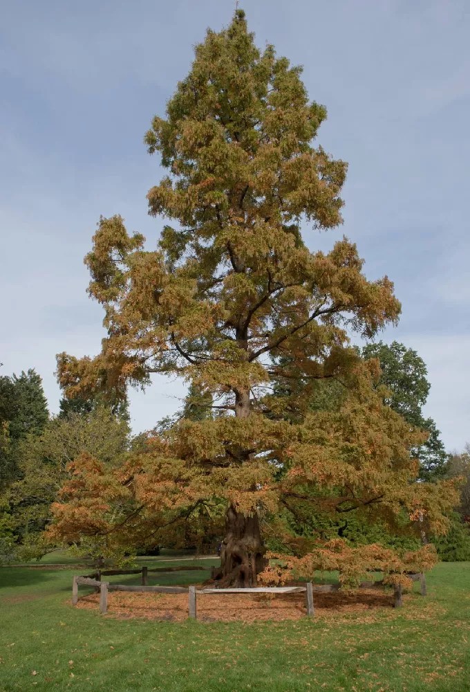 Dawn Redwood Tree for Sale Buying & Growing Guide