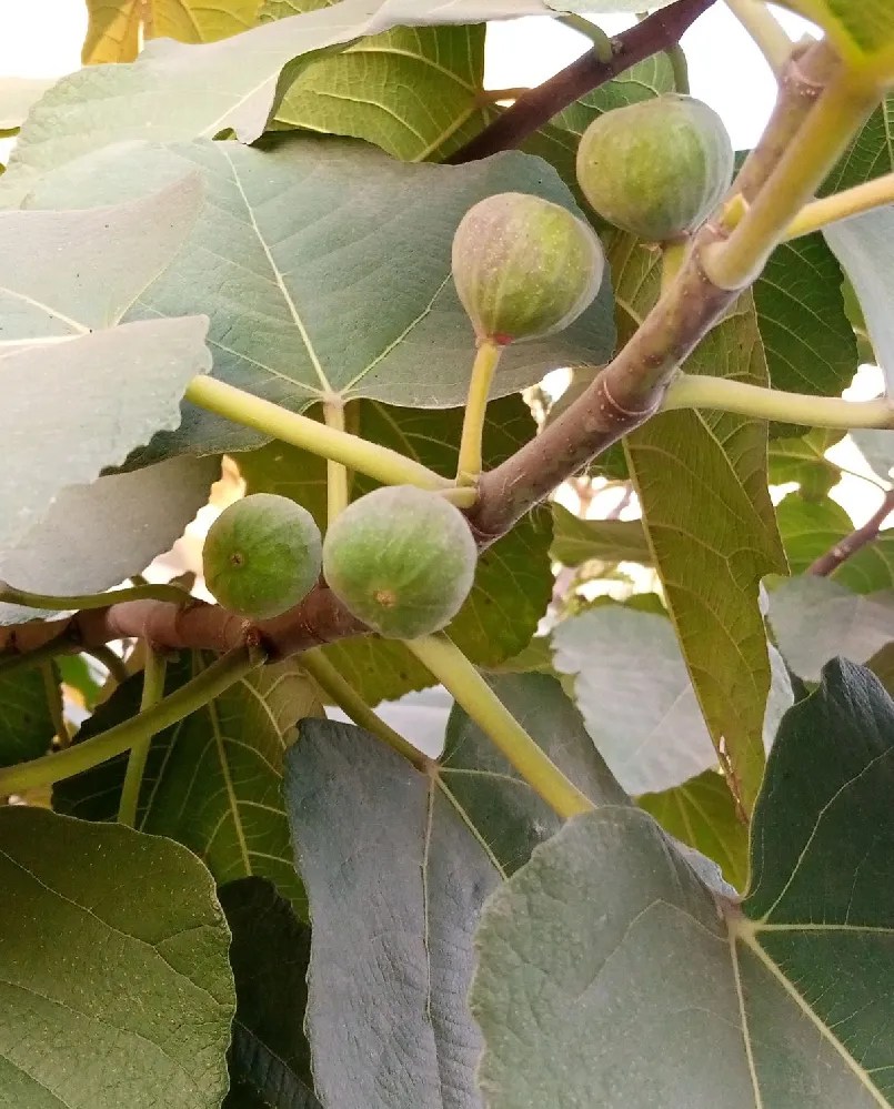 Fig Trees for Sale