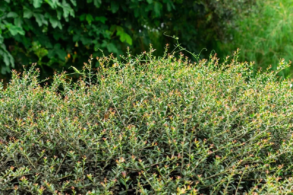 Dwarf Yaupon Holly for Sale Buying & Growing Guide