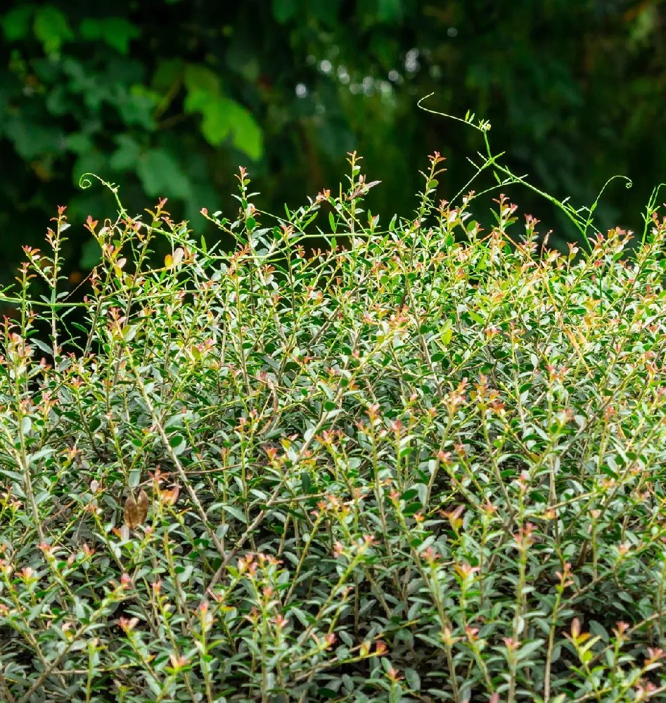 Dwarf Yaupon Holly for Sale Buying & Growing Guide