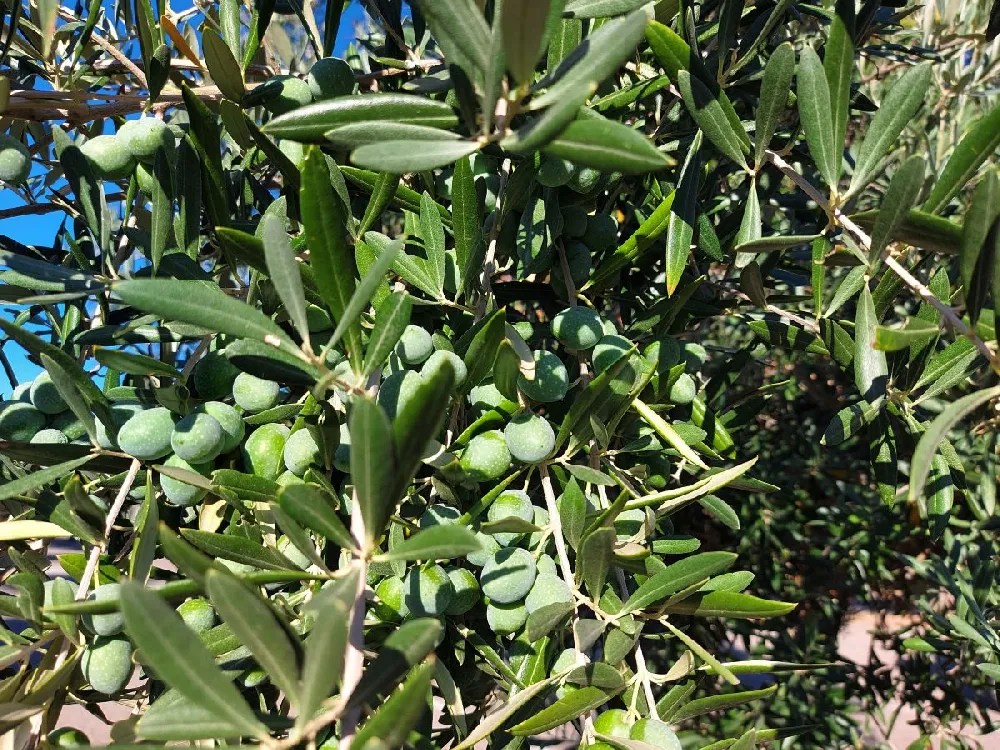 Olive Trees for Sale Buying & Growing Guide