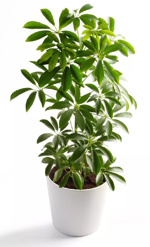 Dwarf Umbrella Trees for Sale Buying & Growing Guide