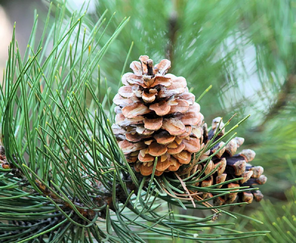 Eastern White Pine Trees for Sale Buying & Growing Guide