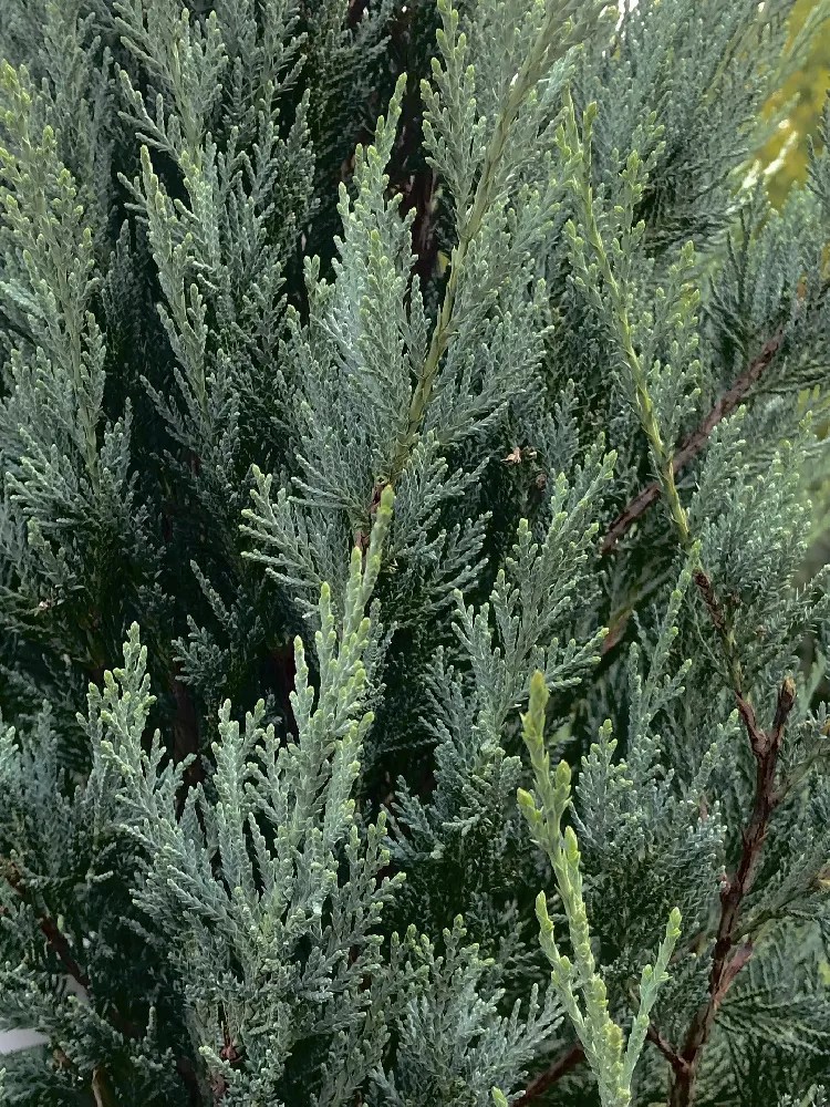 Eastern Red Cedar Trees for Sale