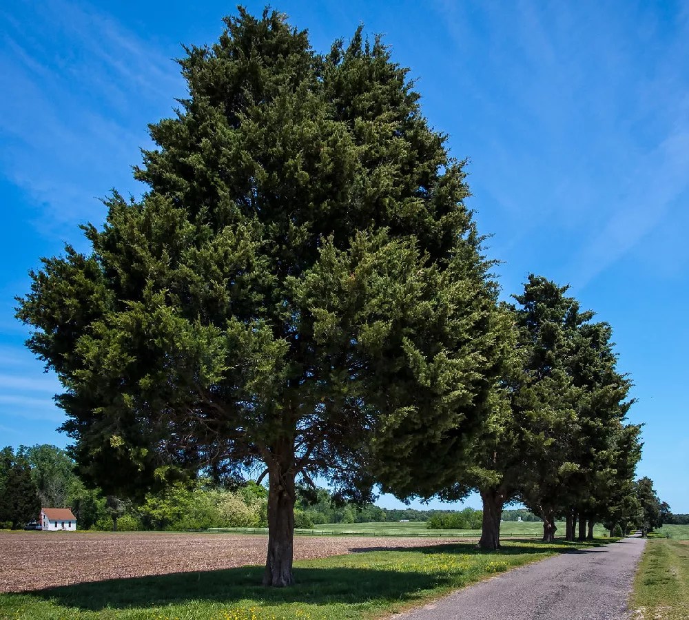 Brodie Eastern Red Cedar Tree for Sale Buying & Growing Guide