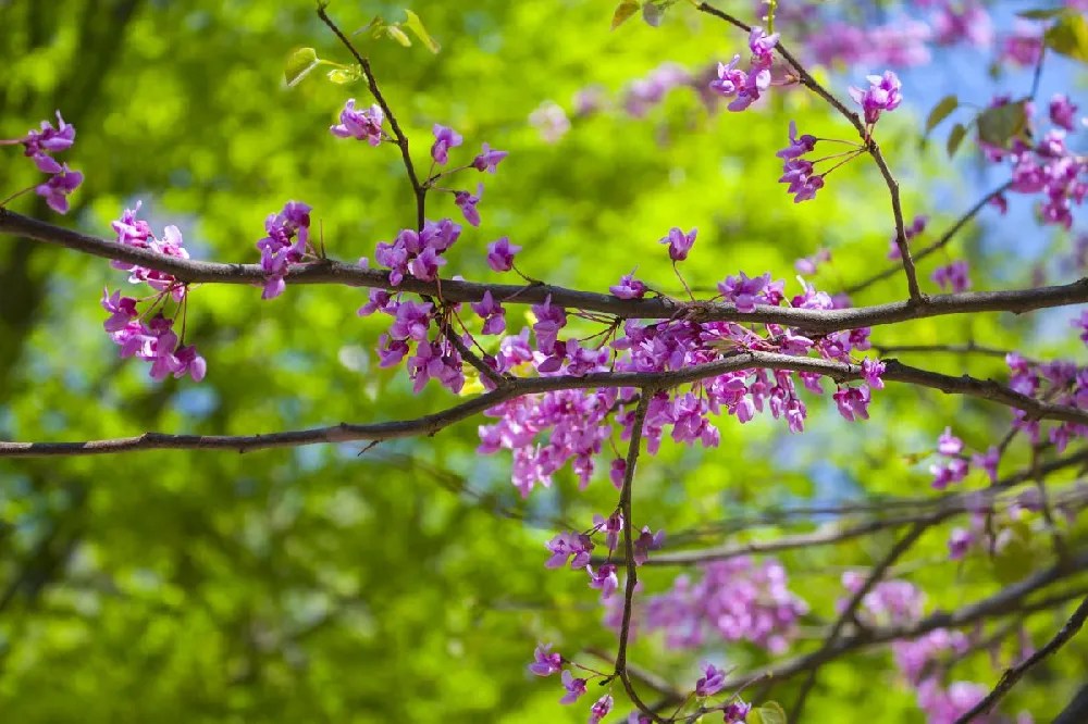 Eastern Redbud Tree for Sale