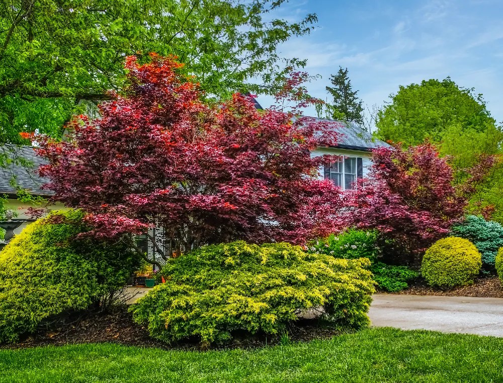Emperor Japanese Maple Tree for Sale Buying & Growing Guide