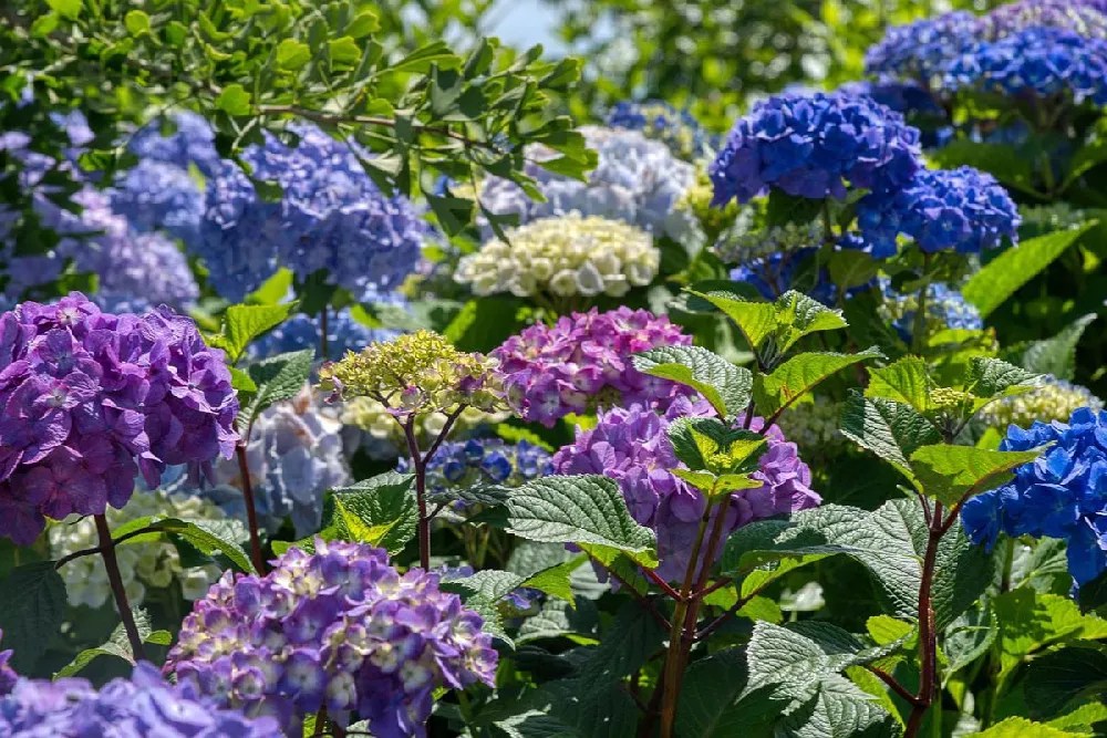 Hydrangea Trees for Sale Buying & Growing Guide