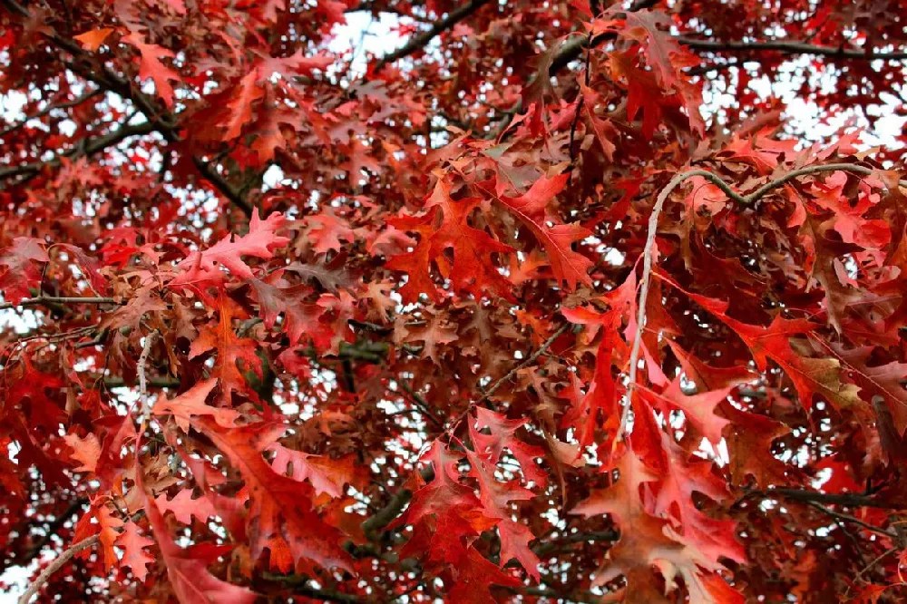 Southern Red Oak Tree for Sale Buying & Growing Guide