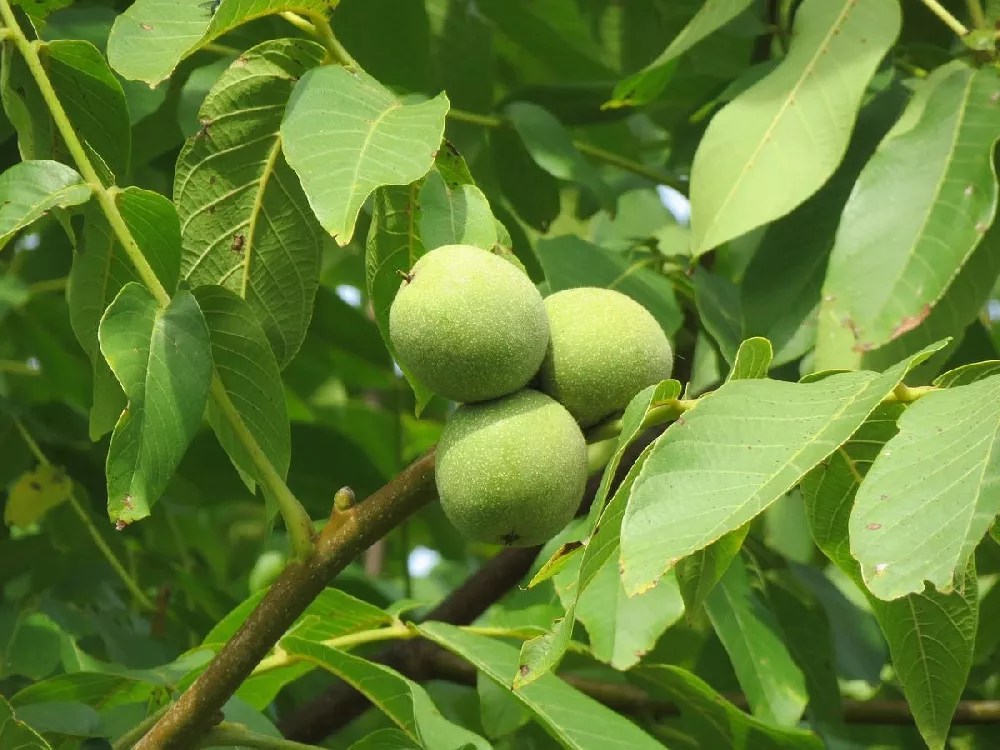 Carpathian Walnut Tree for Sale Buying & Growing Guide