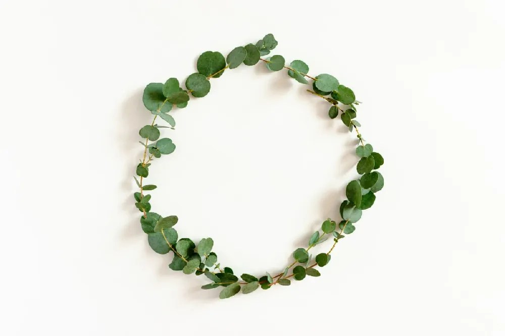 Eucalyptus Trees for Sale Buying & Growing Guide