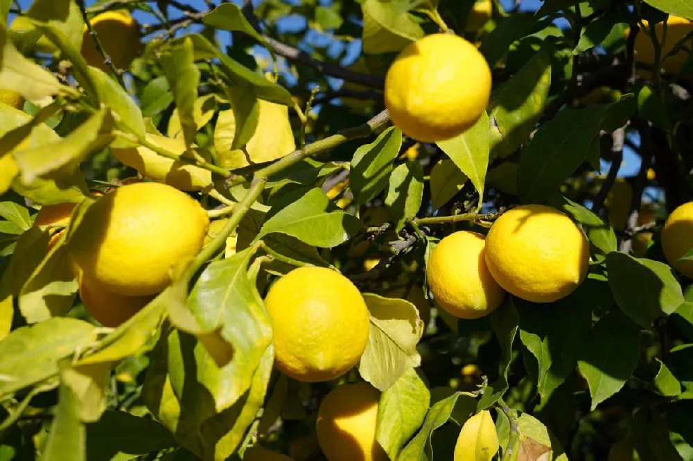 Eureka Lemon Tree for Sale