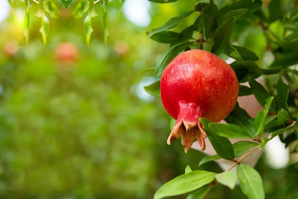 Sweet Pomegranate Trees for Sale
