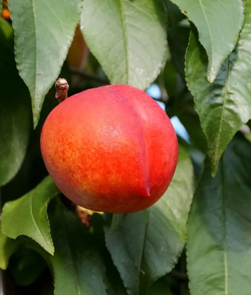 Nectarine Trees for Sale Buying & Growing Guide