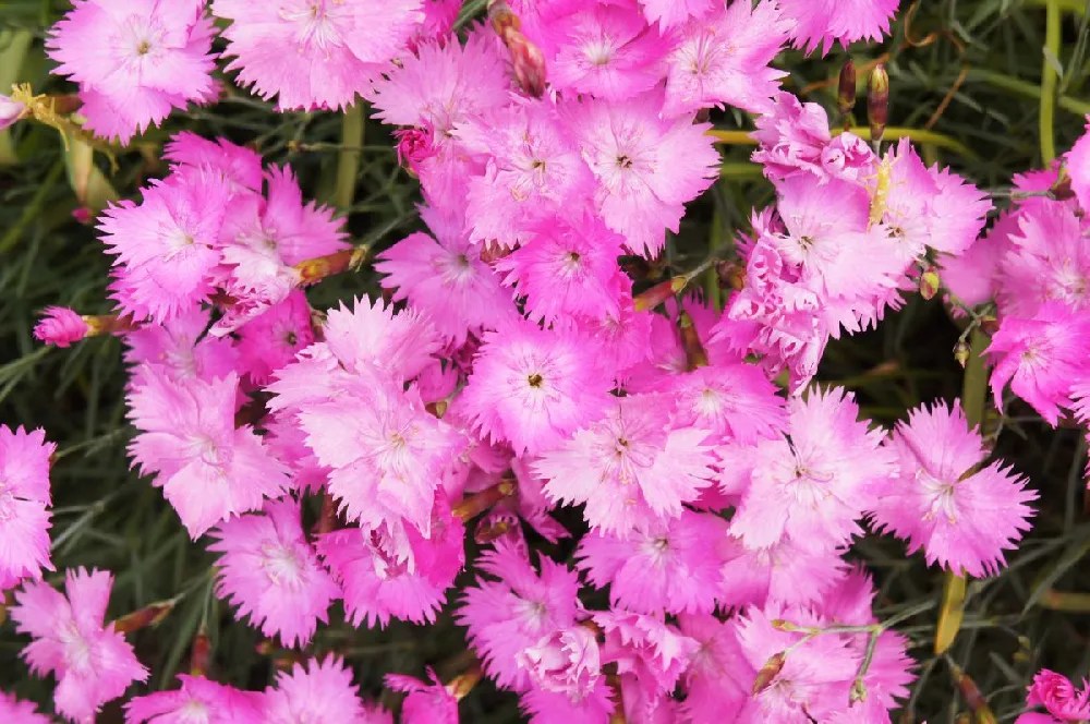 Dianthus Flowers for Sale Buying & Growing Guide