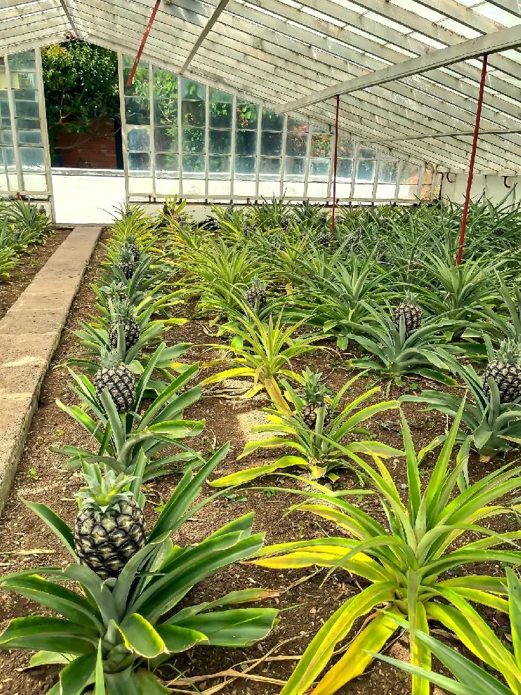 Sugarloaf Pineapple Plant for Sale Buying & Growing Guide