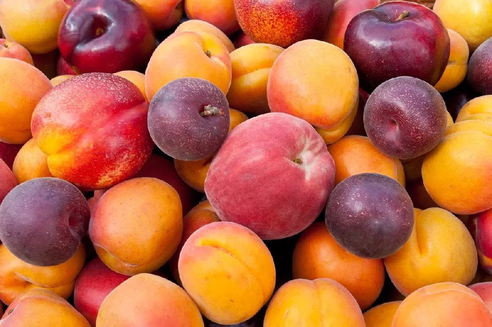 Fruit Cocktail Tree for Sale Buying & Growing Guide