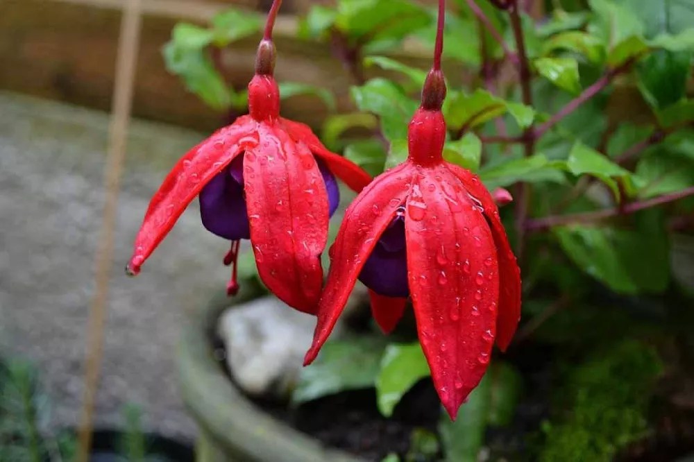 Fuchsia Plants for Sale Buying & Growing Guide