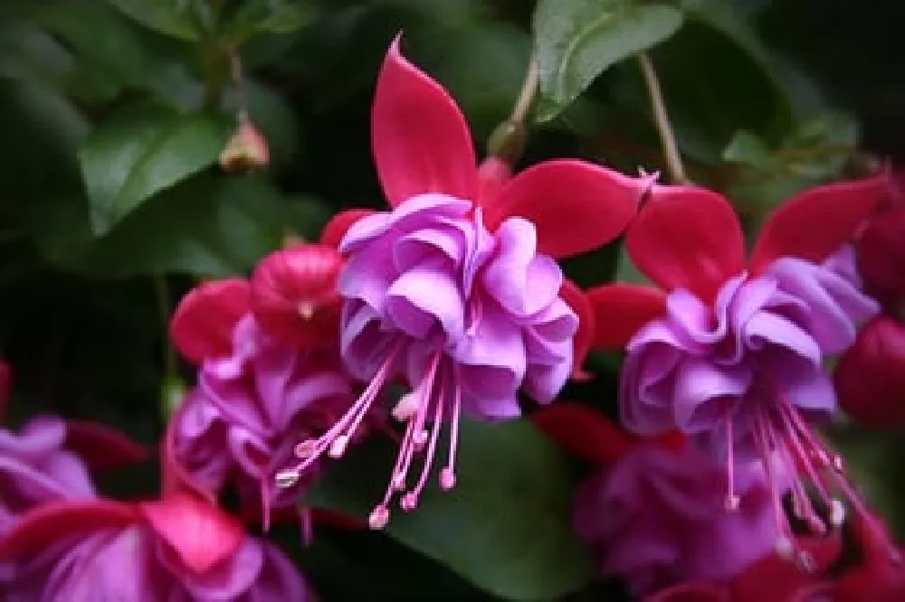 Fuchsia Plants for Sale Buying & Growing Guide