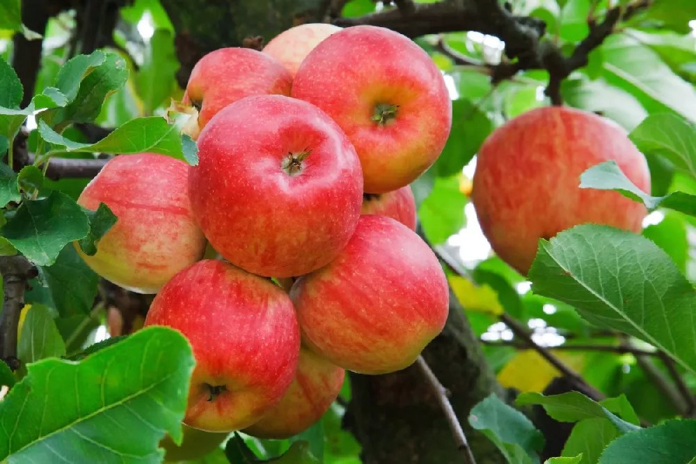 Low Chill Fuji Apple Tree for Sale Buying & Growing Guide