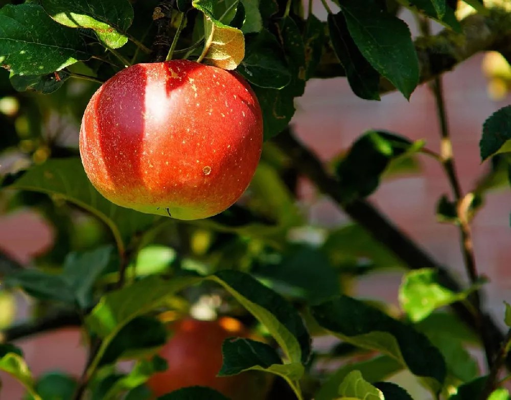Low Chill Fuji Apple Tree for Sale Buying & Growing Guide