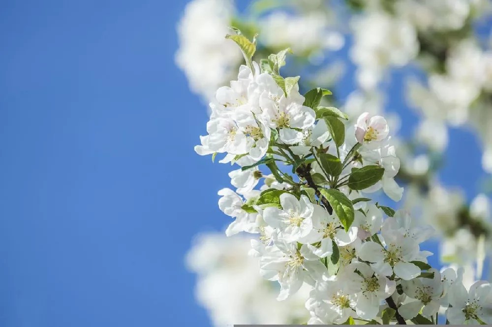 Low Chill Fuji Apple Tree for Sale Buying & Growing Guide