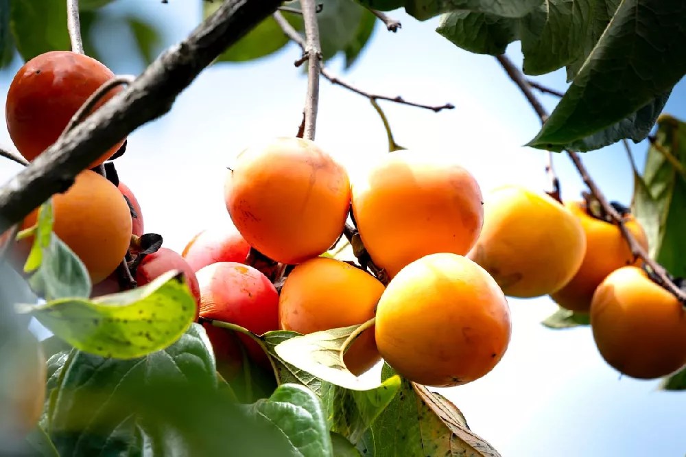 Fuyu Persimmon Tree for Sale Buying & Growing Guide