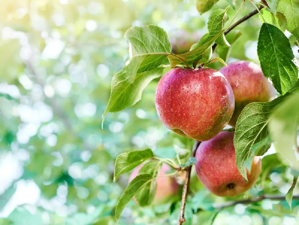 Apple Trees for Sale Buying & Growing Guide