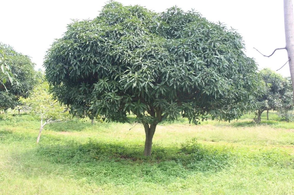 Mango Tree Images