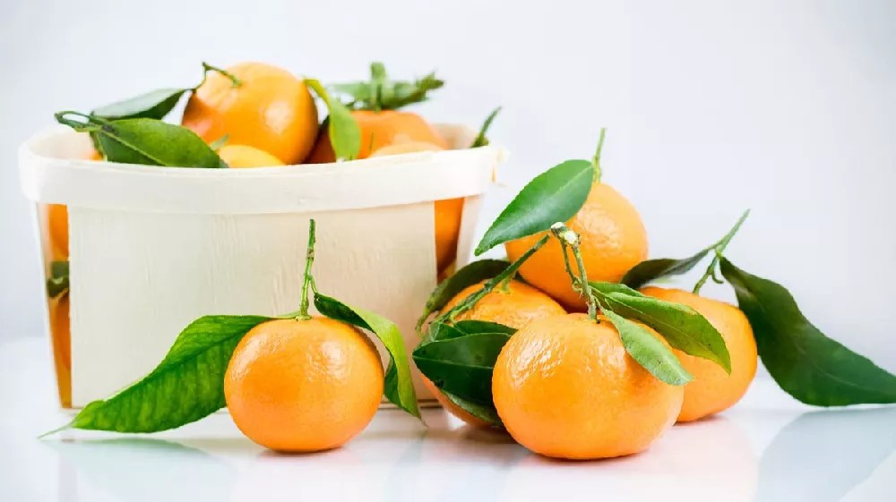 Gold Nugget Mandarin Tree for Sale Buying & Growing Guide
