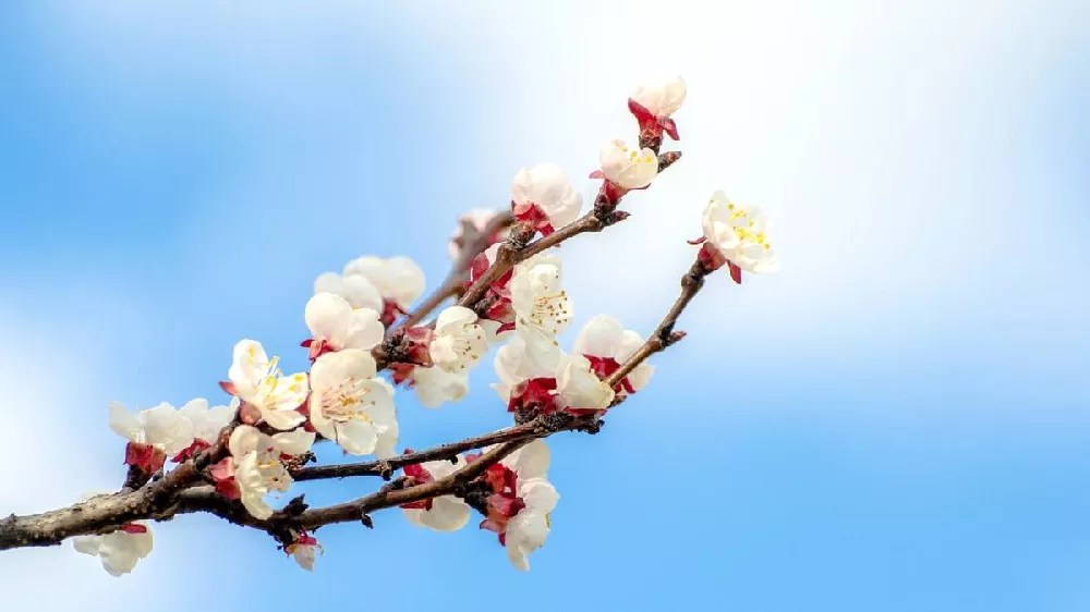Gold Kist Apricot Tree for Sale Buying & Growing Guide