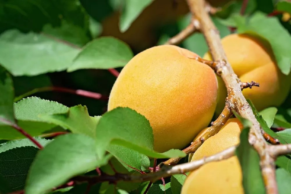 Gold Kist Apricot Tree for Sale Buying & Growing Guide
