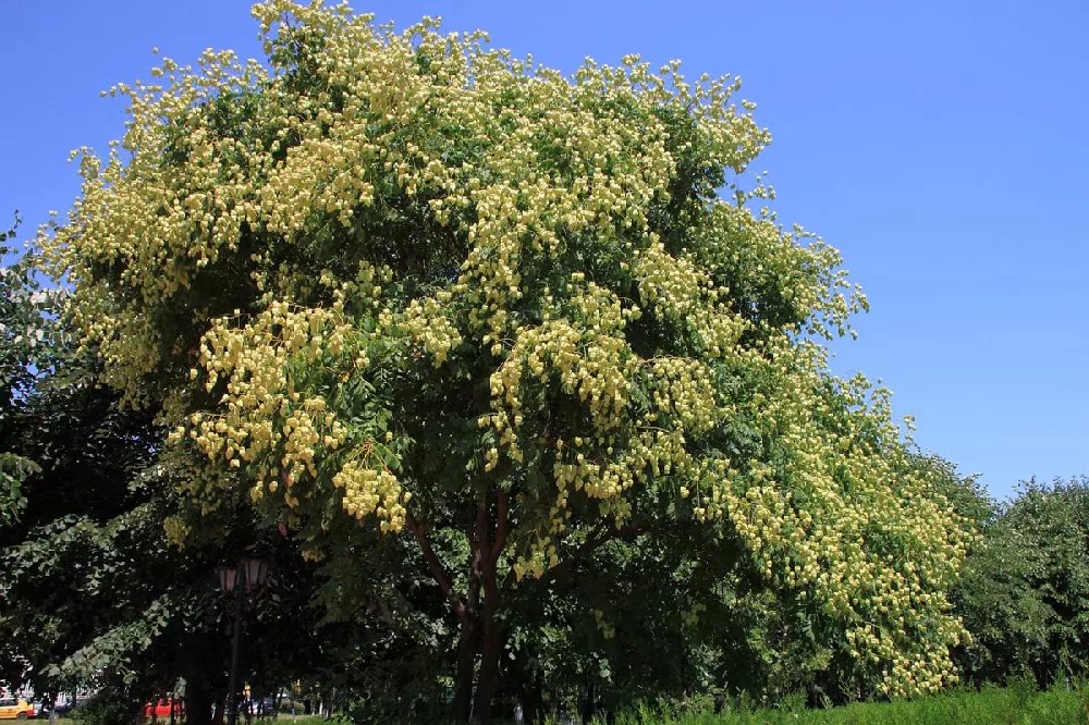 Golden Rain Tree for Sale Buying & Growing Guide