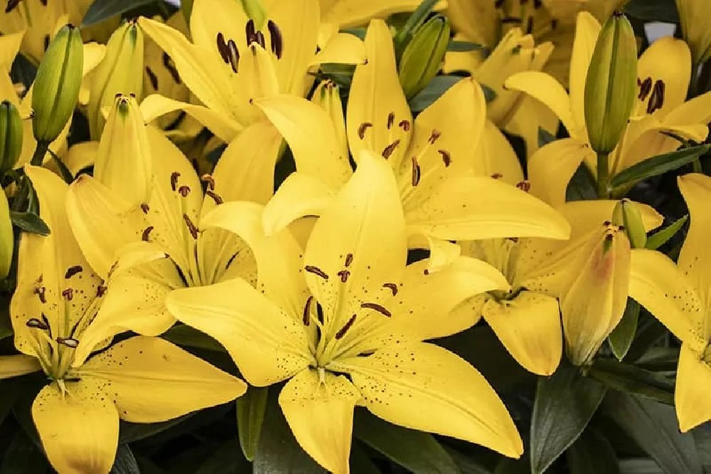 Stargazer Lilies for Sale Buying & Growing Guide