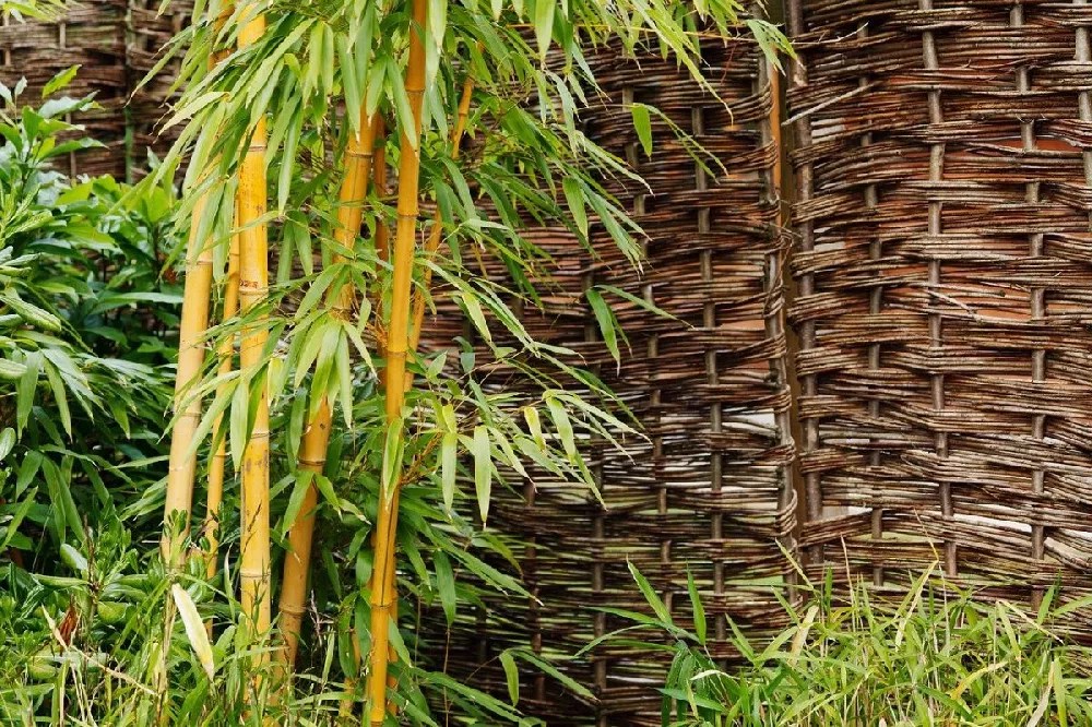 Golden Bamboo for Sale Buying & Growing Guide
