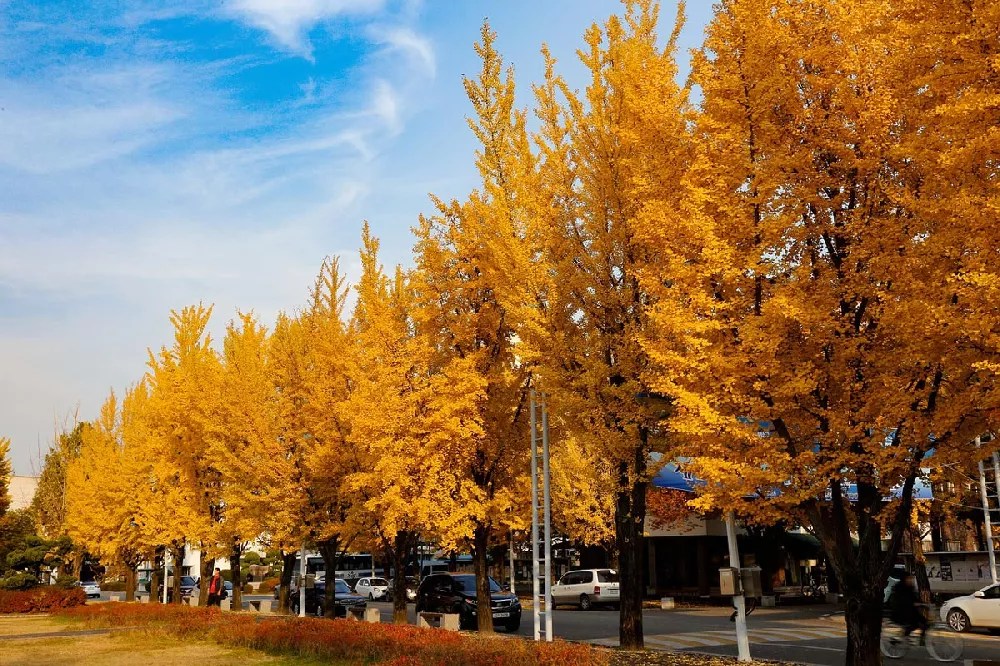 Goldspire Ginkgo Tree for Sale Buying & Growing Guide
