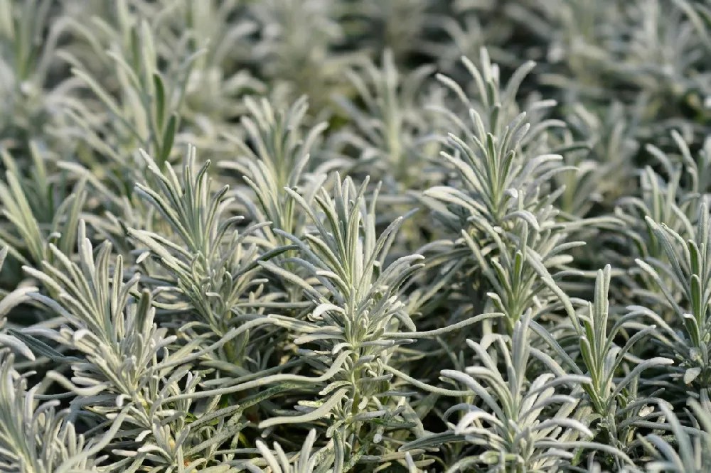 Lavender Plants for Sale Buying & Growing Guide