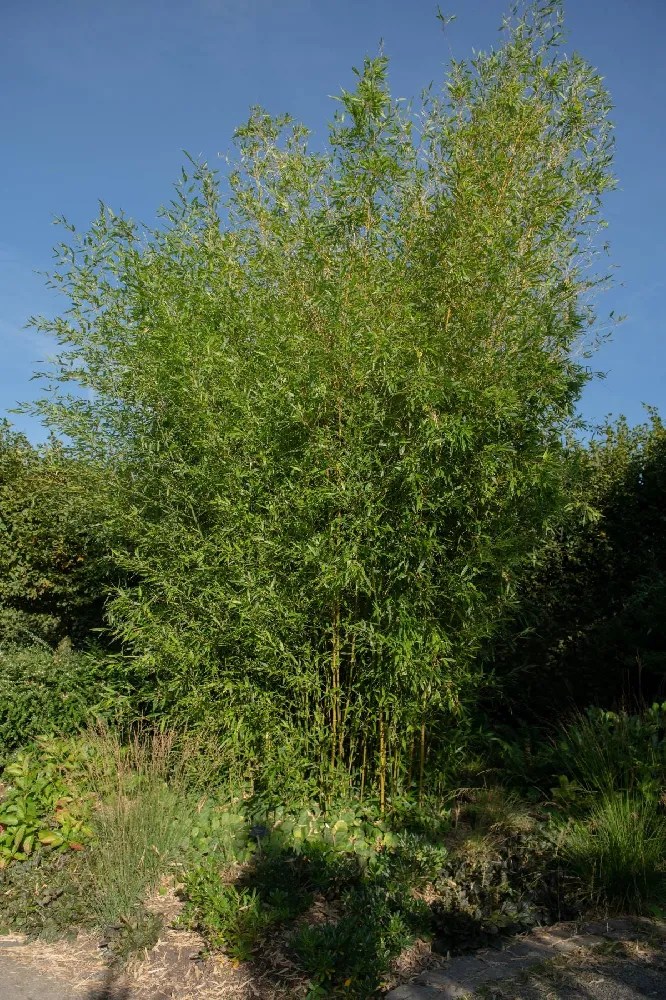 Bamboo Trees for Sale Buying & Growing Guide