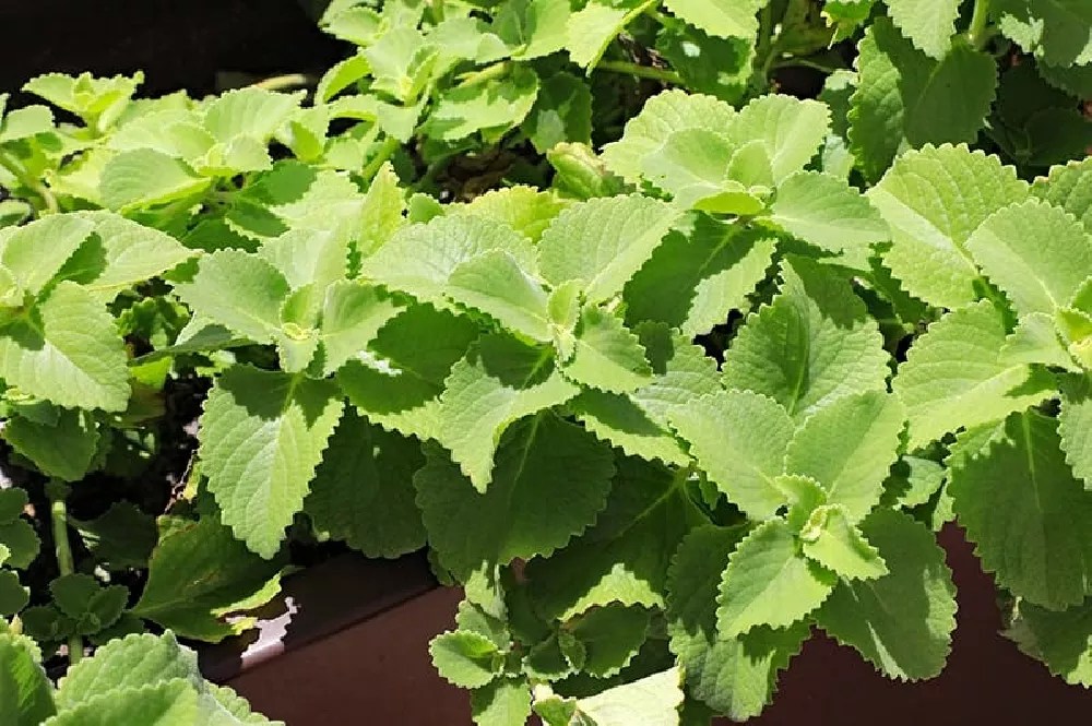 Oregano for Sale Buying & Growing Guide