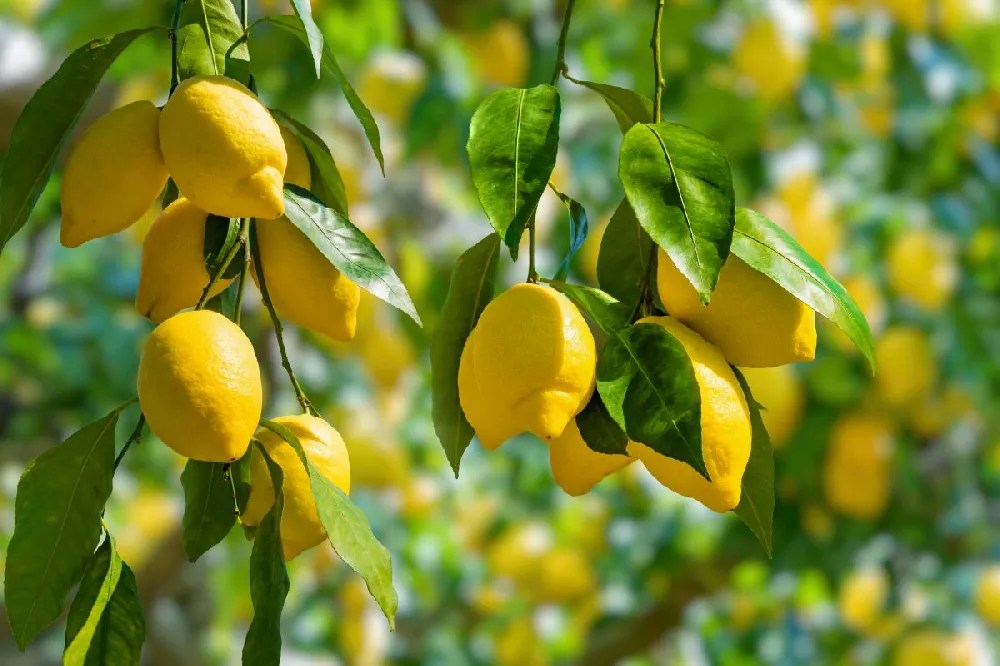 Lemon Trees for Sale Buying & Growing Guide