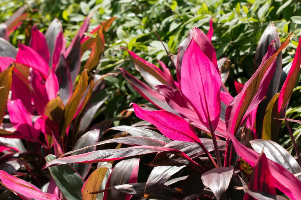 Are Cordyline Plants Poisonous To Dogs